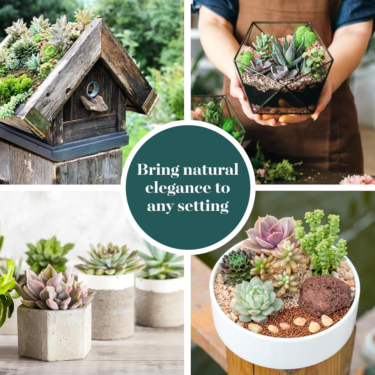 Shop Succulents 20-pack for weddings and terrariums with vibrant color.