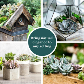 Shop Succulents premium packaging enhances gift presentation and event displays.