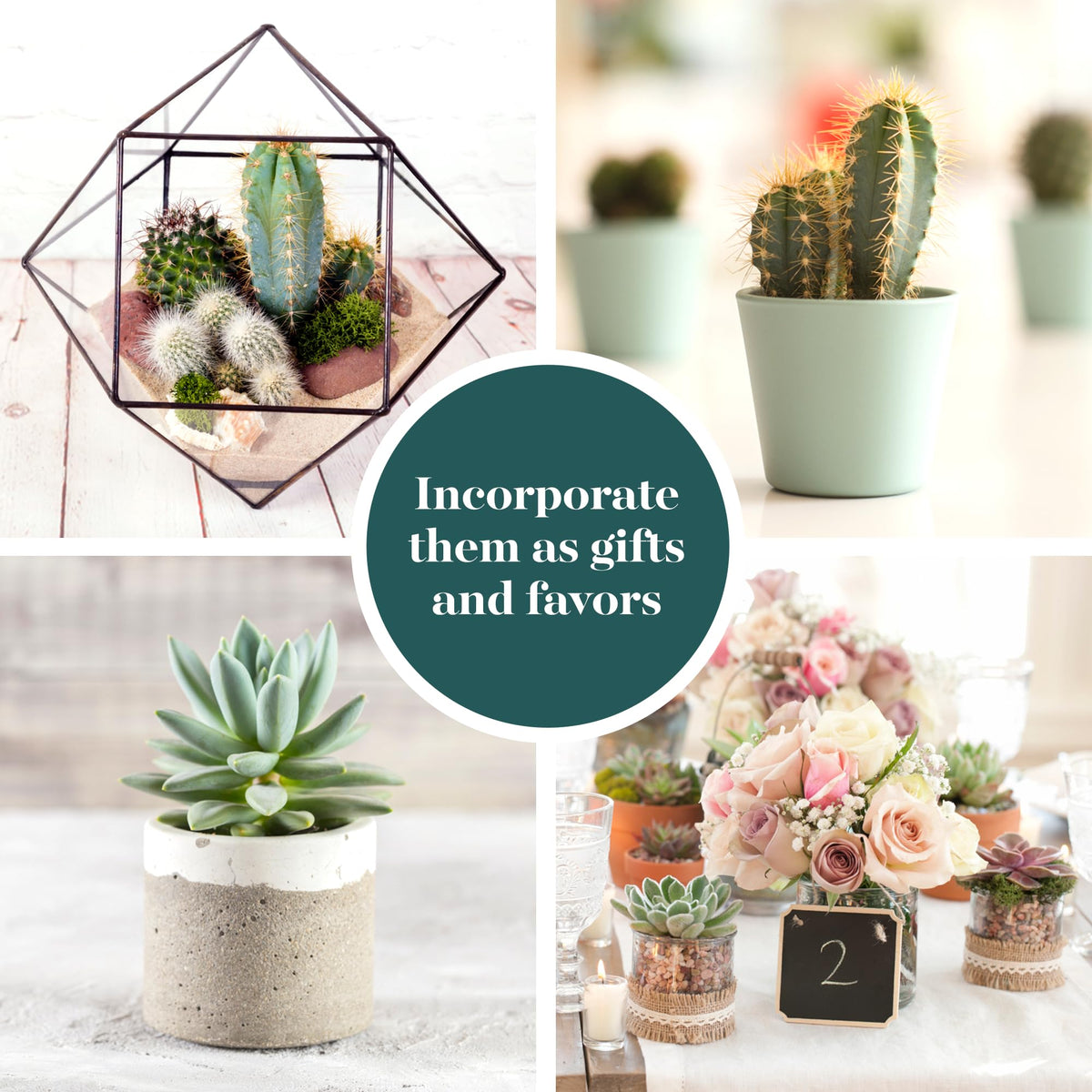 Shop Succulents retail packaging and care guide included for easy setup