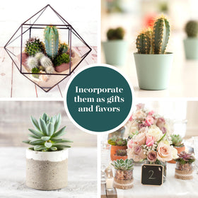 Shop Succulents retail packaging and care guide included for easy setup