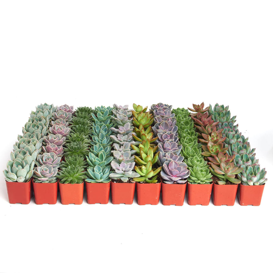 Shop Succulents Rosette pack showcases colorful premium rosettes for events and gifts.
