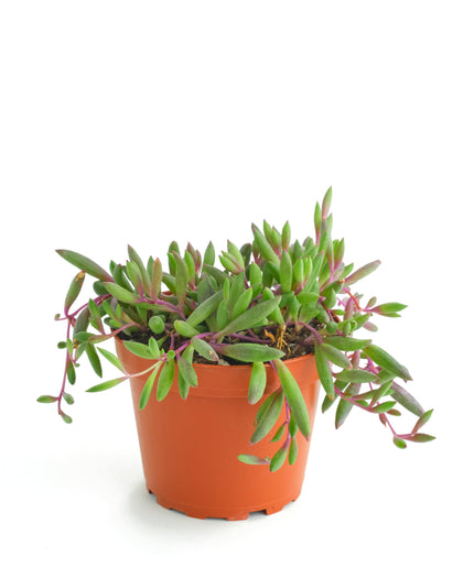 Shop Succulents Ruby Necklace hanging succulent, drought-tolerant indoor decor.