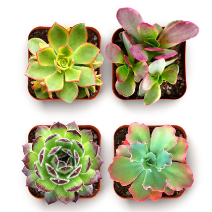 Shop Succulents Spring Beauties mix in 2-inch pots adds bright color to windowsills.