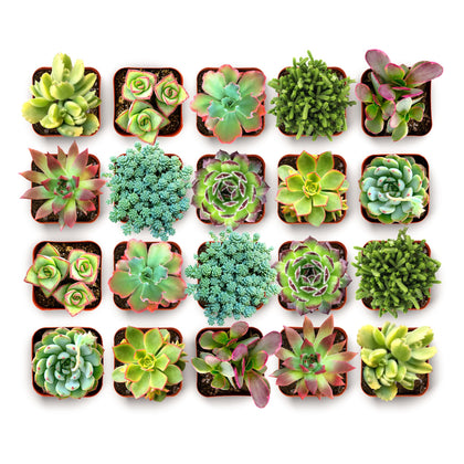 Shop Succulents Spring Beauties mix in 2-in pots for vibrant terrariums.