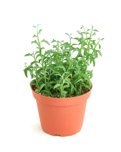 Shop Succulents String of Dolphins hanging succulent with cascading leaves, ideal for low-maintenance hanging displays.