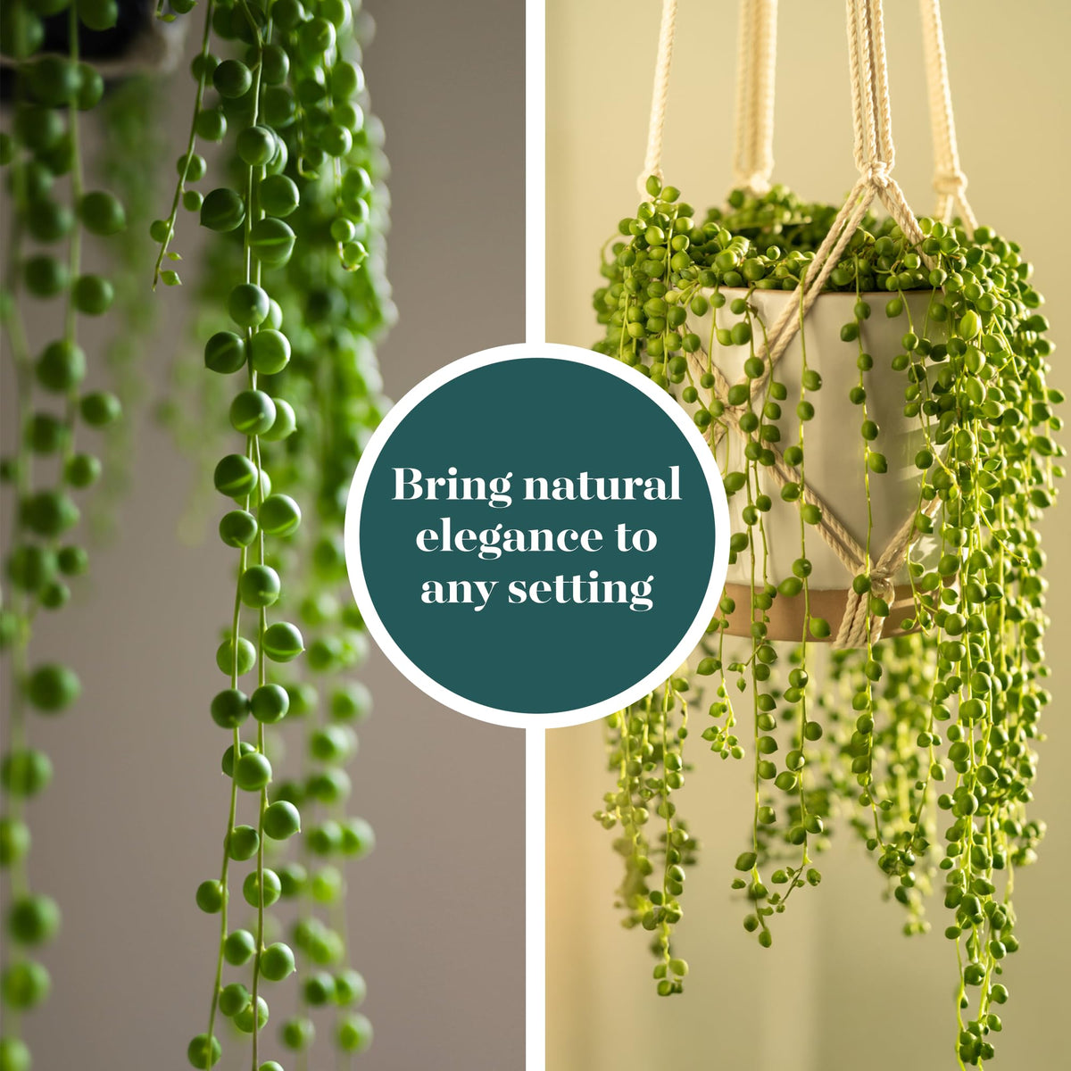 Shop Succulents String of Pearls 2-inch grow pot close-up leaves for cascading appeal.