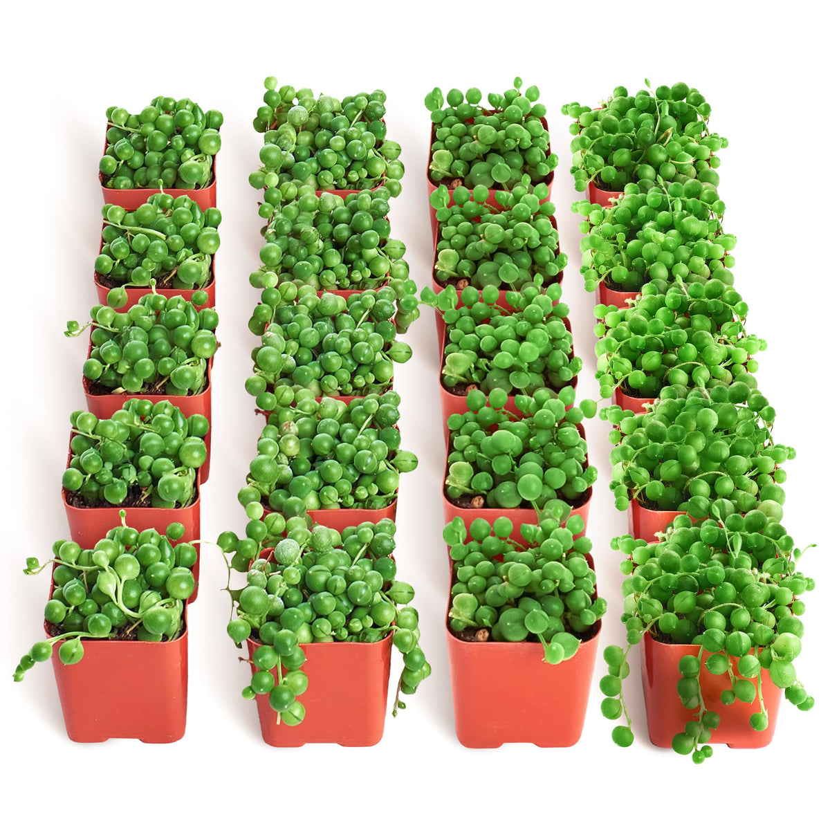 Shop Succulents String of Pearls 2-inch grow pot front view for compact indoor decor.