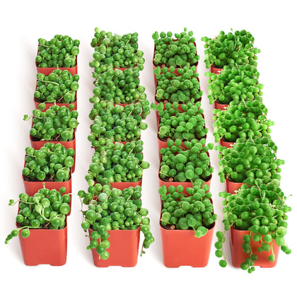 Shop Succulents String of Pearls 2-inch grow pot front view for compact indoor decor.