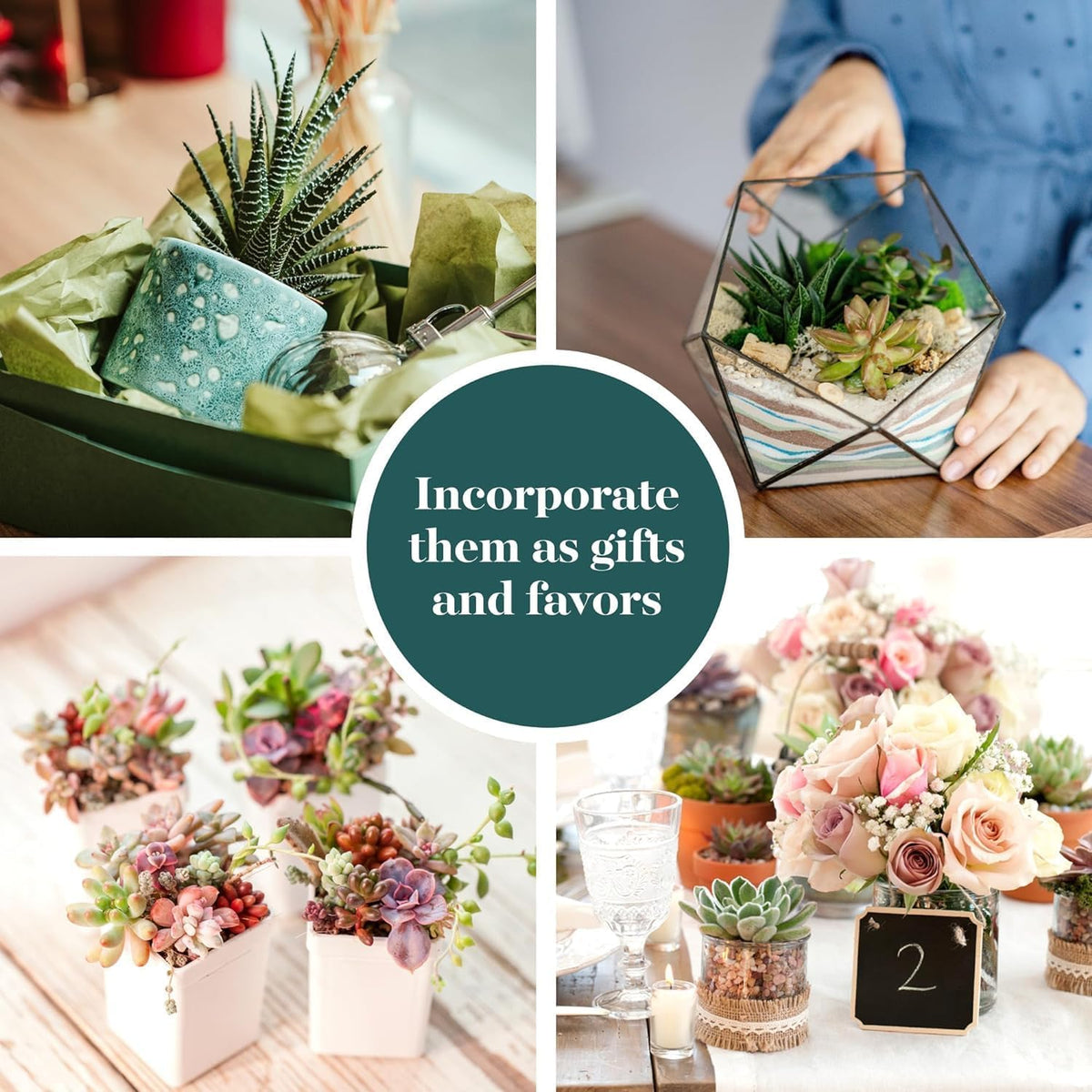 Shop Succulents terrarium-friendly succulents for creative, low-maintenance displays.