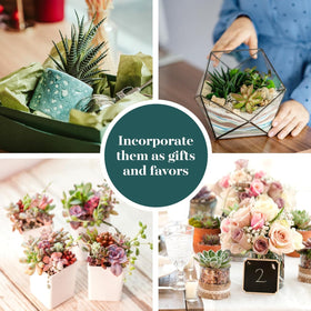 Shop Succulents terrarium-friendly succulents for creative, low-maintenance displays.