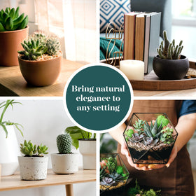 Shop Succulents sun, soil, and watering tips support healthy growth