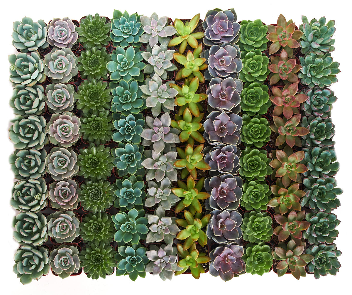 Shop Succulents vibrantly colored rosettes in 2-inch pots for weddings.