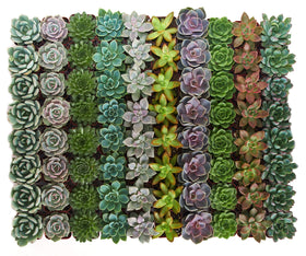 Shop Succulents vibrantly colored rosettes in 2-inch pots for weddings.