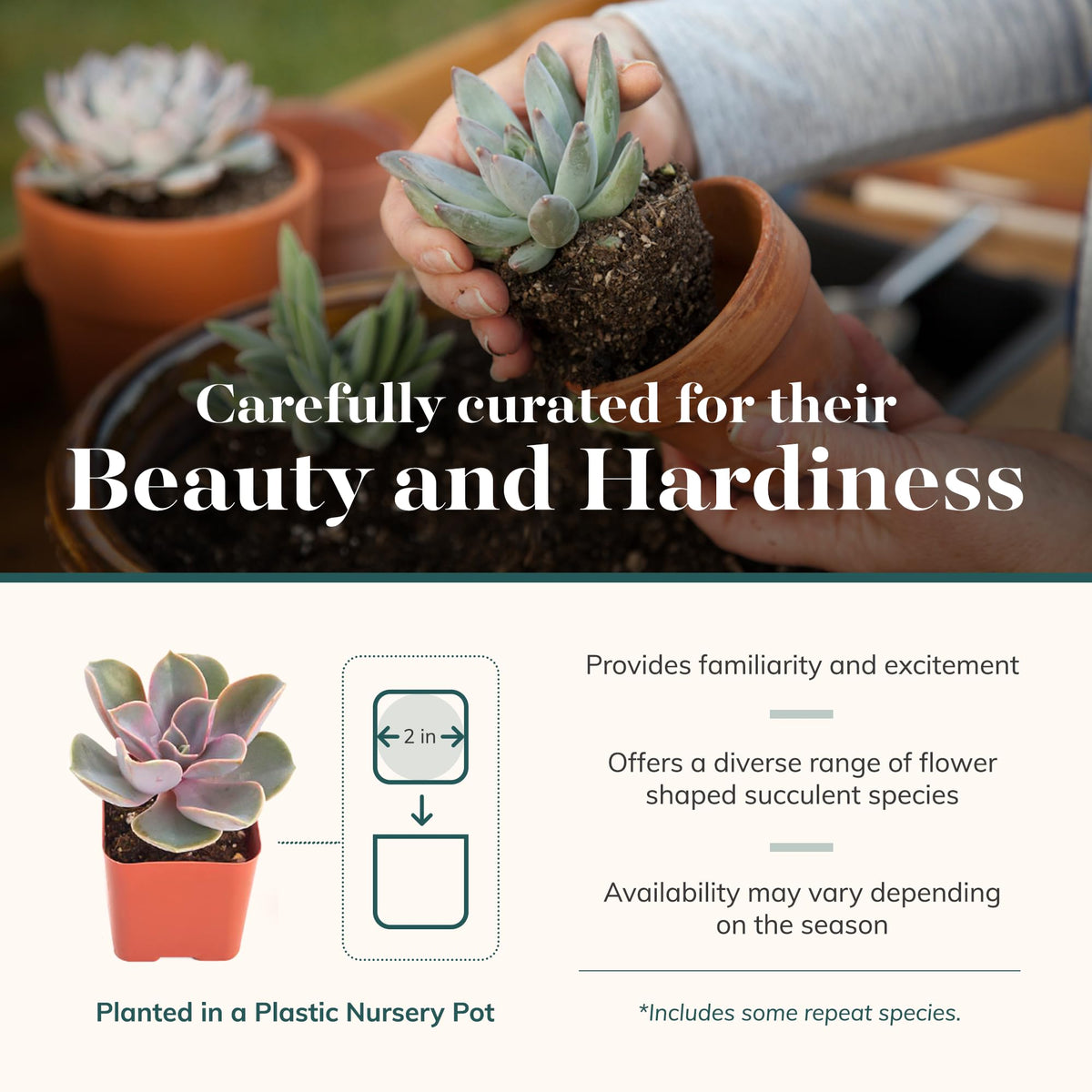 Shop Succulents wedding favor pack featuring rosette succulents for guests.