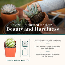 Shop Succulents wedding favors pack provides elegant, portable decor for events