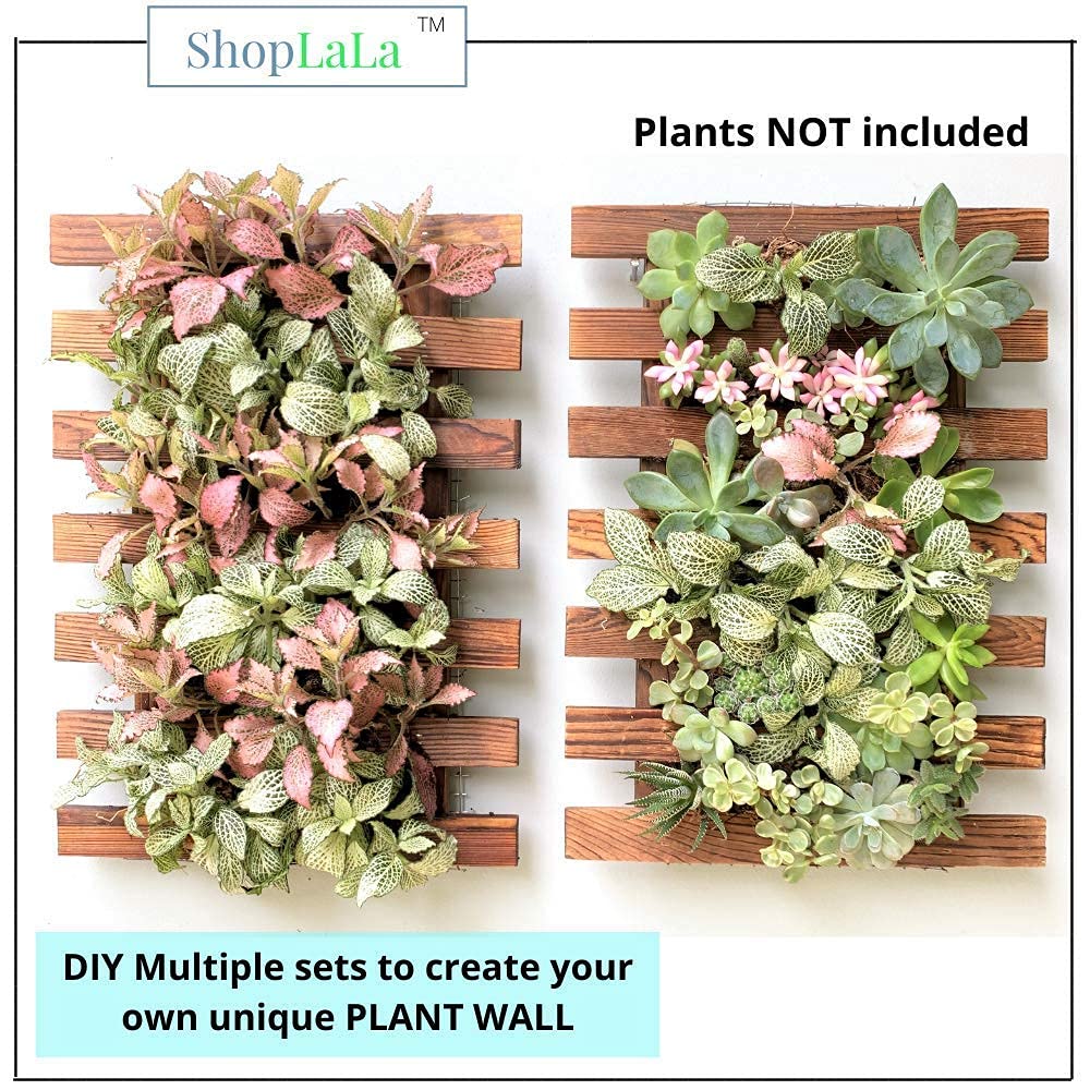 ShopLaLa wall-mount planter for air plants and small succulents.