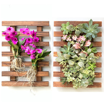 ShopLaLa Wall Planter two-pack with wooden orchid frame mounted for space-saving display.