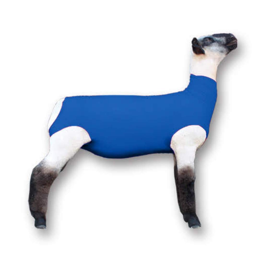 Showpro Outfitting Champions blue spandex lamb tube on a show lamb to protect wool and enhance appearance
