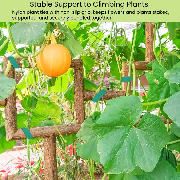 SICCOMA tomato trellis setup with plant ties providing stable support