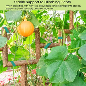 SICCOMA tomato trellis setup with plant ties providing stable support