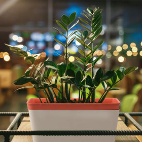 SiliFine water-level window planter helps you monitor moisture easily.