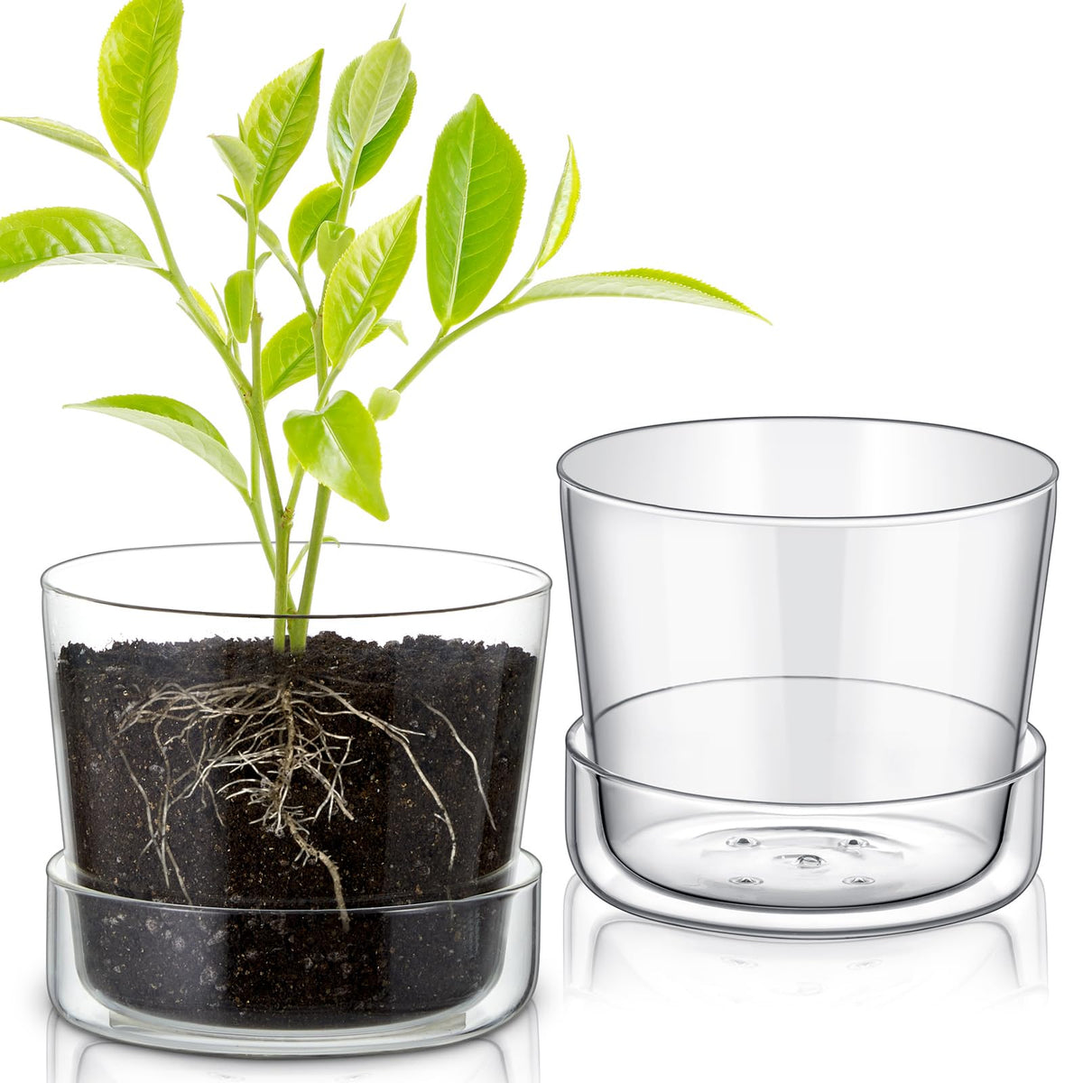 Singhoow 6-inch glass planter with drainage hole for healthy watering