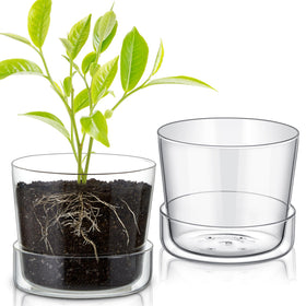 Singhoow 6-inch glass planter with drainage hole for healthy watering