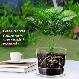 Singhoow orchid glass pot enhances window decor and growth