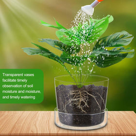 Singhoow clear planter ideal for succulents and cacti