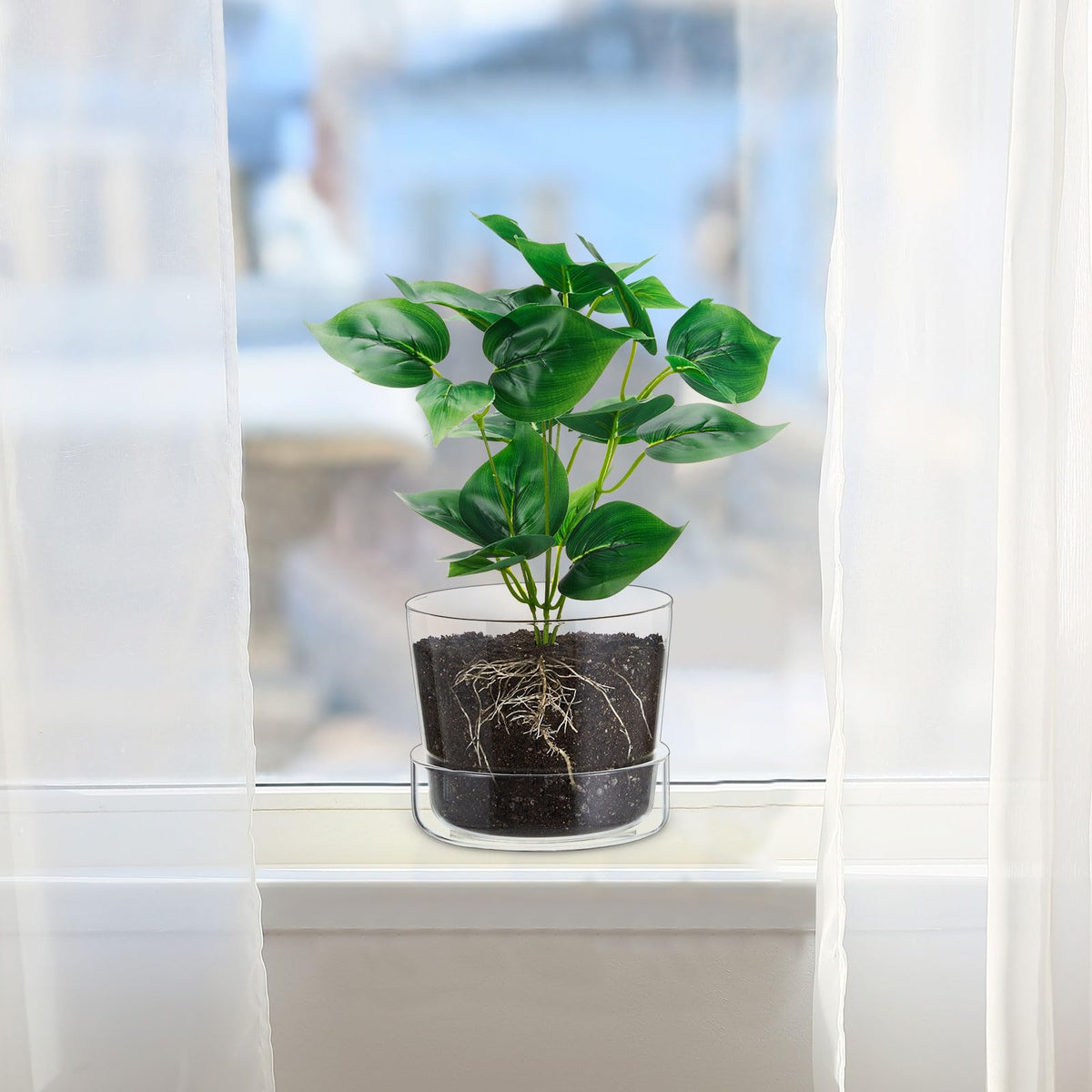 Singhoow two-pack glass planters ready for gifting