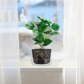 Singhoow two-pack glass planters ready for gifting