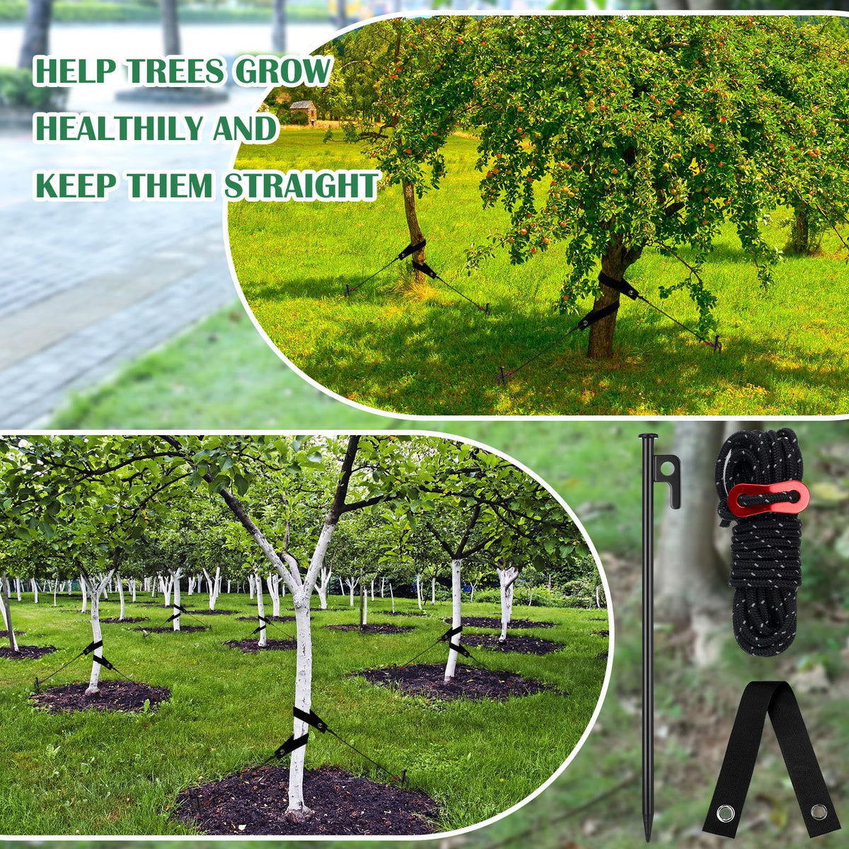 Sintuff leaning tree being supported upright with straps and stakes