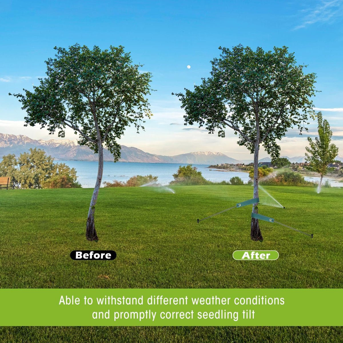 Sintuff wind-stable tree setup keeps trees upright outdoors