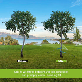 Sintuff wind-stable tree setup keeps trees upright outdoors