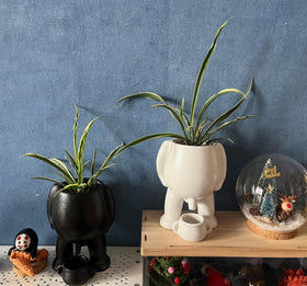 Sizavi white ceramic body planter, modern style for living spaces and plants.
