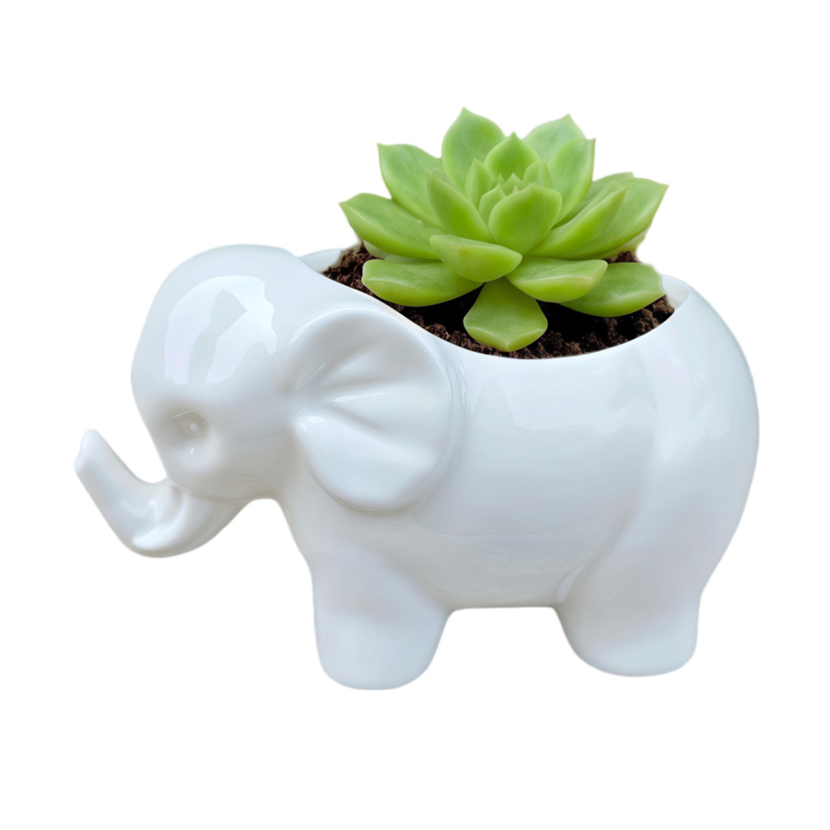 SJBAG Elephant Ceramic Planter in white adds a cute desk accent with a succulent.