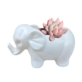 SJBAG Elephant ceramic planter features a cute animal motif.