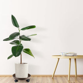 Skelang Plant Caddy lock-to-secure position keeps pots steady.