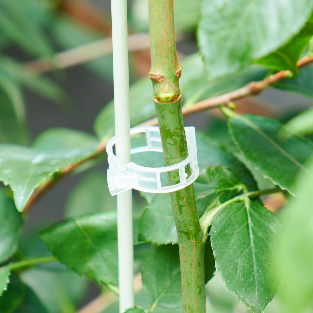 SLAMZO versatile clip for tomatoes, cucumbers, peppers, and climbing flowers