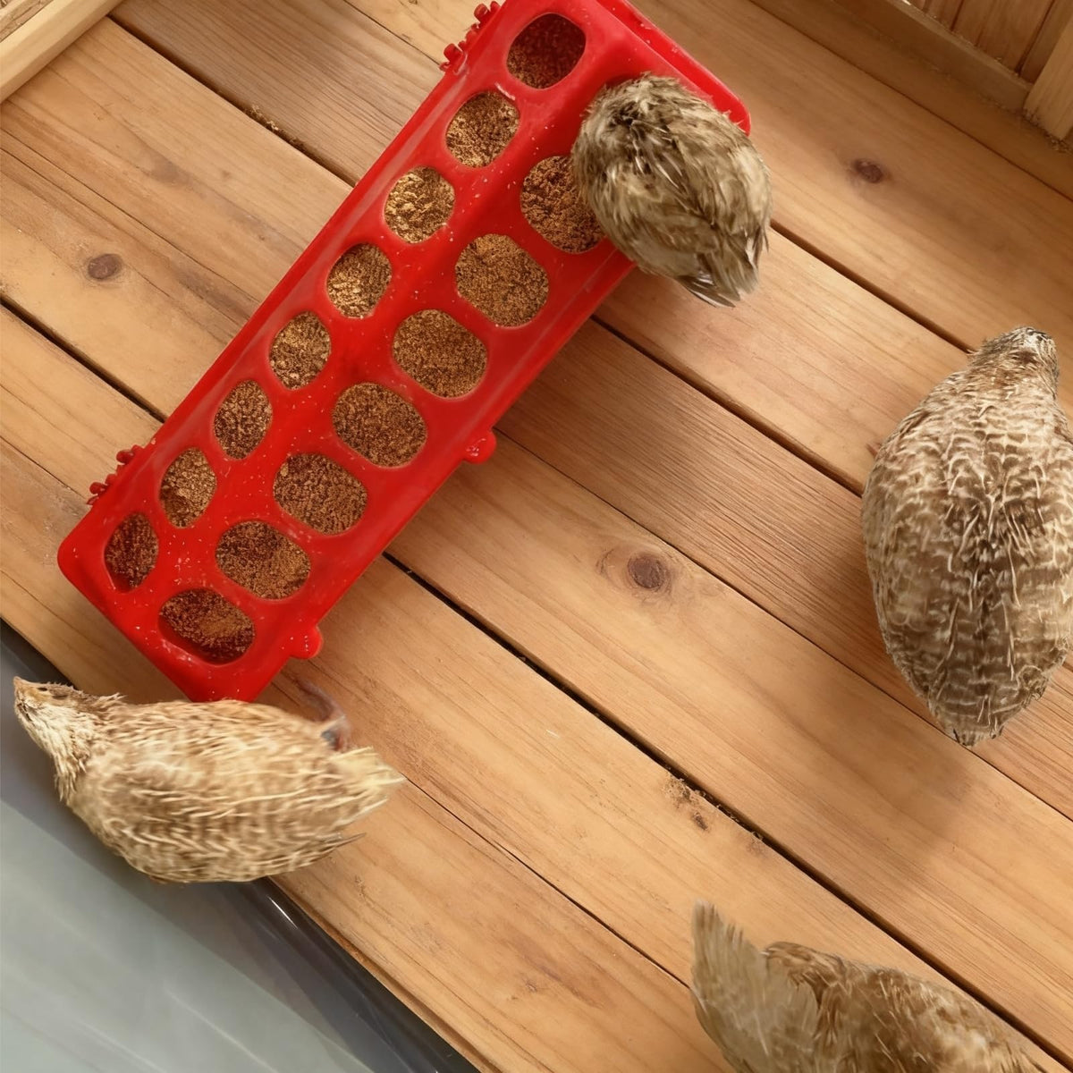 SLWHYZL 16-hole feeder for multi-chick feeding in a single station