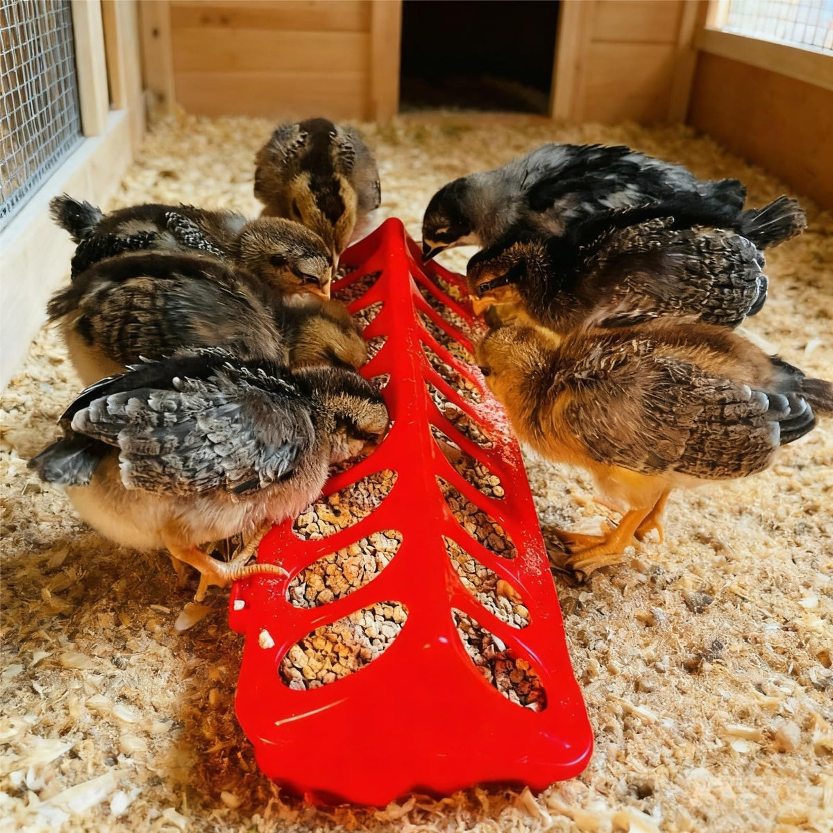 SLWHYZL easy-clean poultry feeder for quick rinsing after use