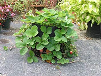 SMART POT used by commercial tree growers for scalable planting
