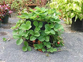 SMART POT used by commercial tree growers for scalable planting