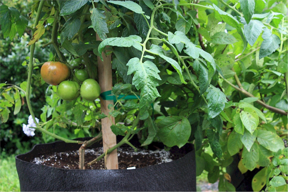 SMART POT cut handles for effortless transport of large plants