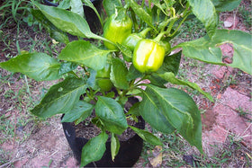 SMART POT in use with trees showing sturdy soft-sided design