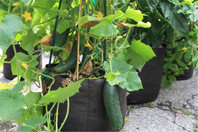 SMART POT lightweight portable design aids easy relocation