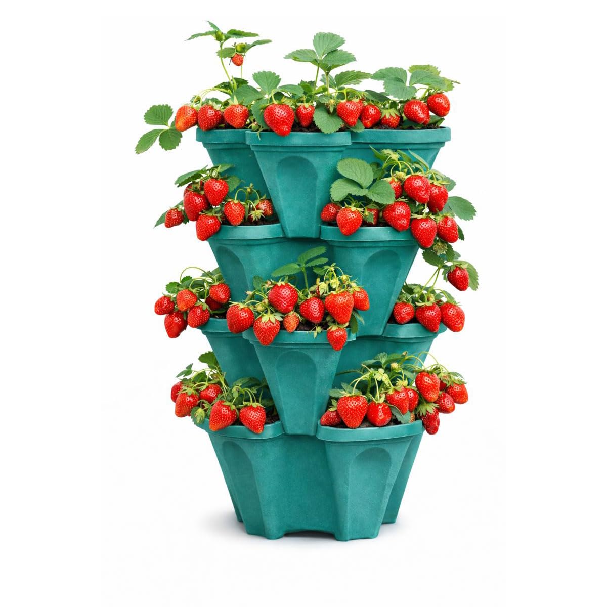 Smart Spring strawberry planter configuration ideal for berry production and fresh harvests.