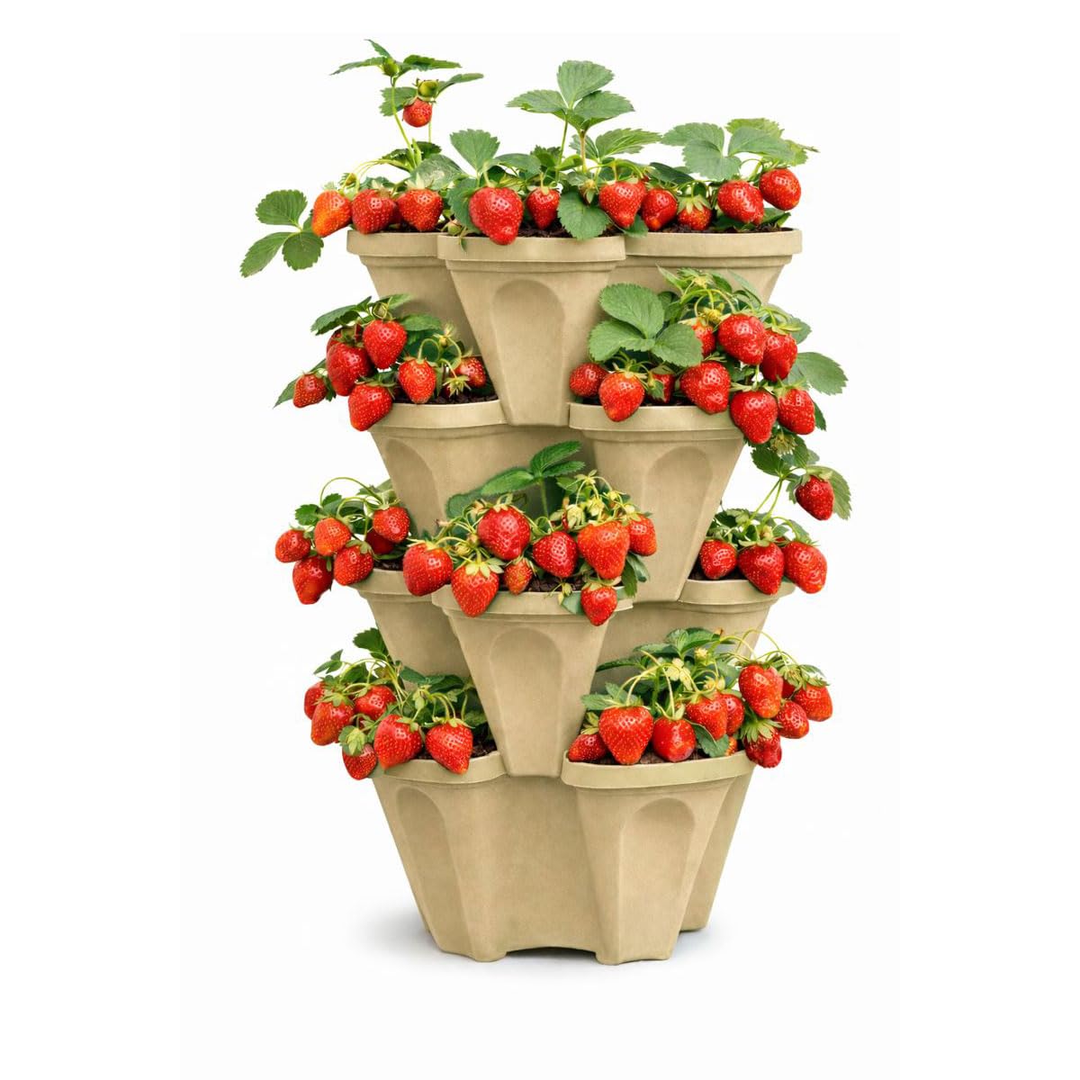 Smart Spring strawberries-harvest shows easy picking from a robust vertical setup