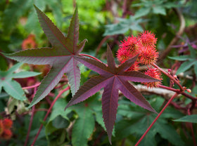 Smoke Camp Crafts castor plant foliage close-up showing bold lobed leaves