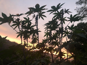 Smoke Camp Crafts castor seeds garden design ideas for focal points